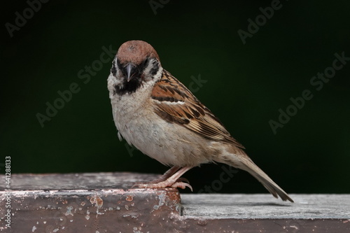 sparrow in the park