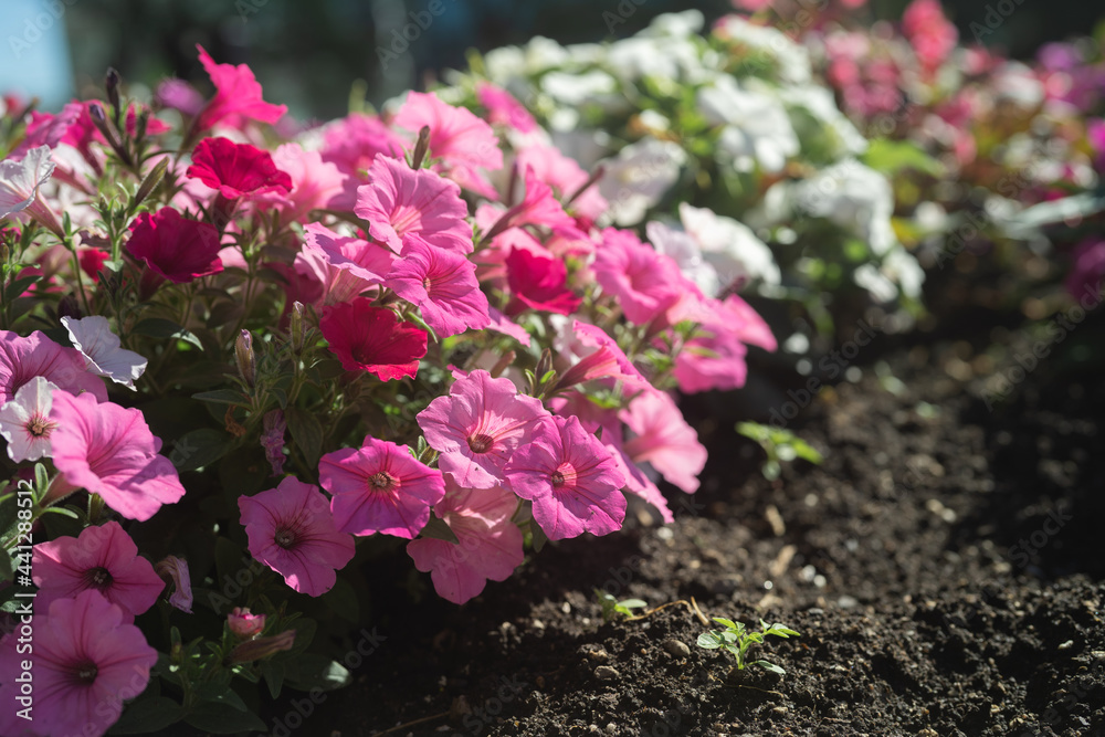 Obraz premium Beautiful Petunia on a sunny day in Ontario Canada