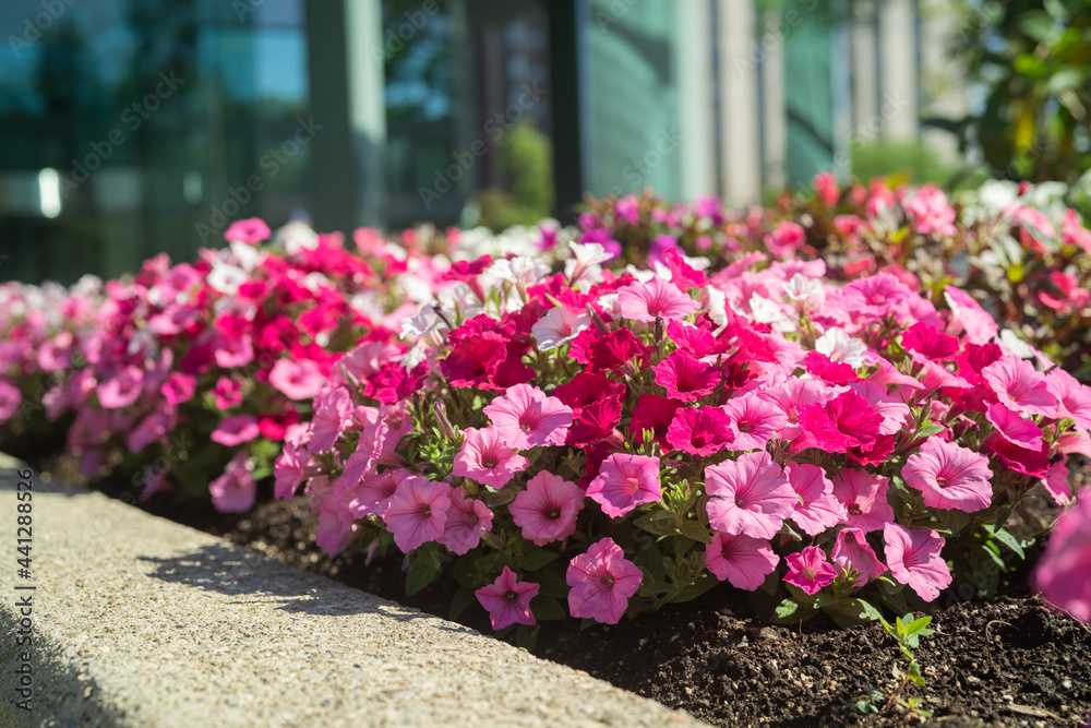 custom made wallpaper toronto digitalBeautiful Petunia on a sunny day in Ontario Canada