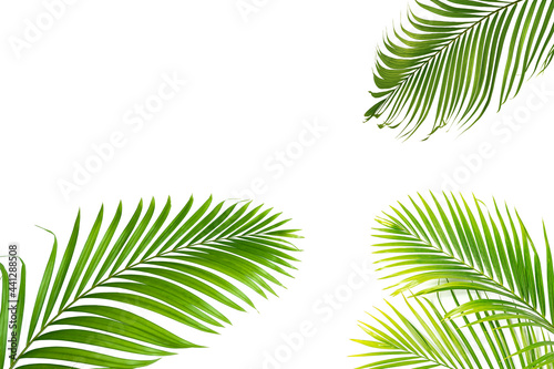 Palm leaves isolated on white © Suraphol