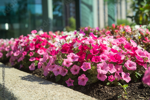 Wallpaper Mural Beautiful Petunia on a sunny day in Ontario Canada Torontodigital.ca