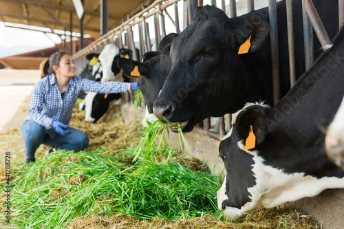 Female farmer feeds cows with fresh grass in cowshed of dairy farm © JackF