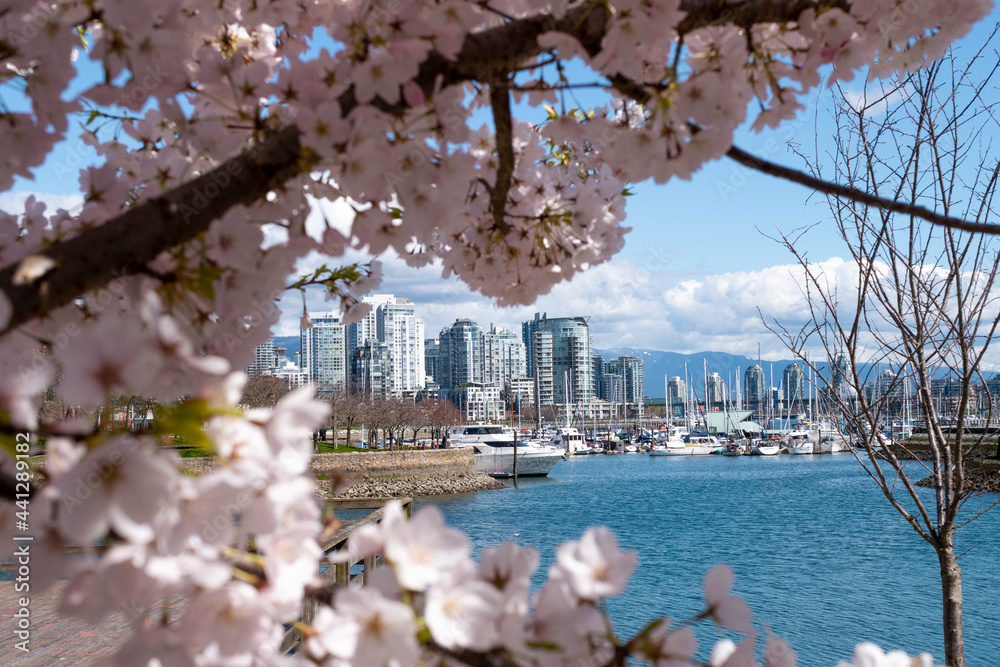 Naklejka premium バンクーバーの桜と海とダウンタウンの都市景観