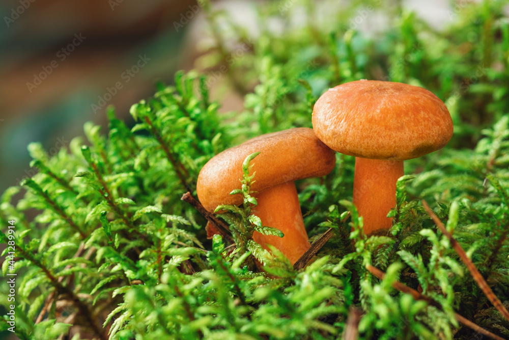 Fototapeta premium Close-up of Saffron milk mushrooms in moss. Lactarius deliciosus mushroom. Forest mushroom. Selective focus