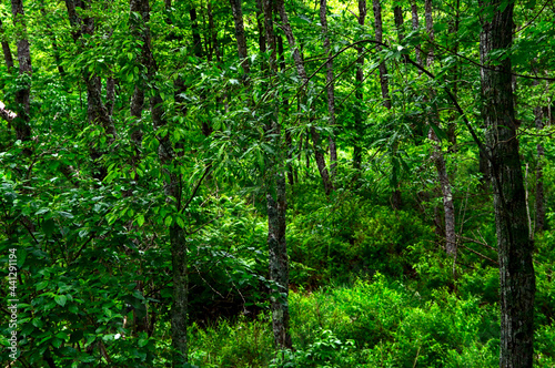 生き生きとした緑の夏の森。 © Masa Tsuchiya