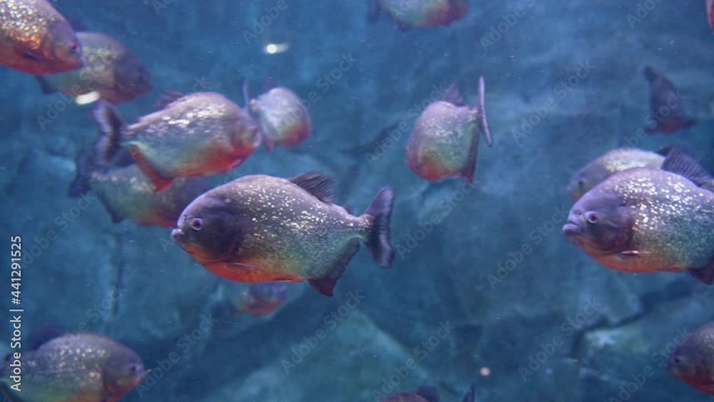 Piranhas are hovering in the water, the camera is moving