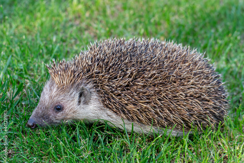 The European hedgehog (Erinaceus europaeus), also known as the West European hedgehog or common hedgehog on the green grass in the garden.