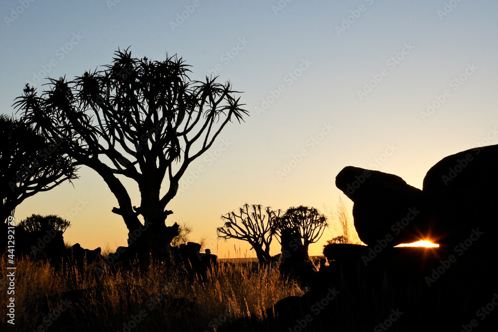 Quiver trees at sunrise, Namibia