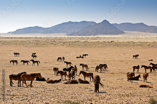 Garub Namib feral horses near Aus, Namibia