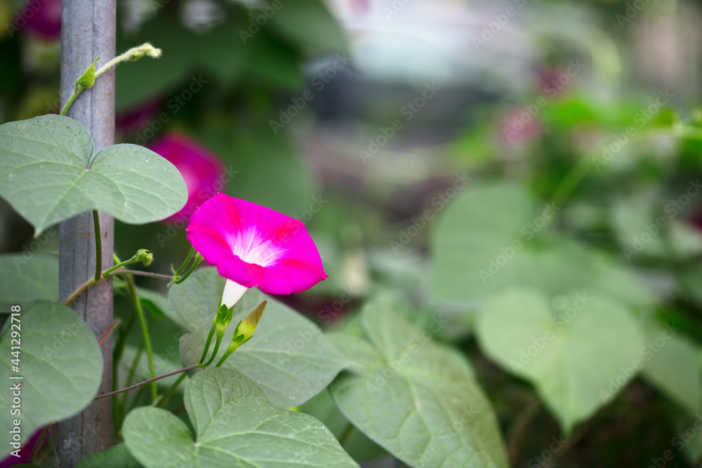 Morning glory in early autumn