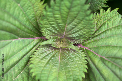 Close-up shot of growing sesame bud tip photo