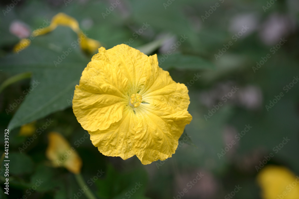 Loofah flower close-up Loofah flower close-up
