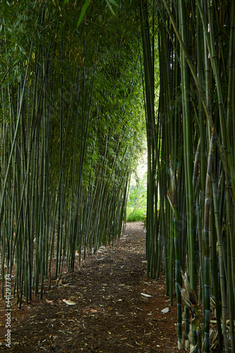 Walking path through giant bamboo plants