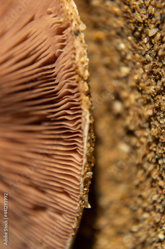 Close-up de hongo silvestre comestible y arena