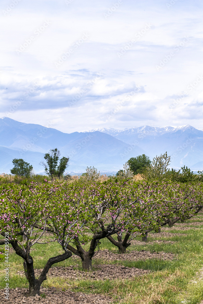 Peach trees in the background of mountains