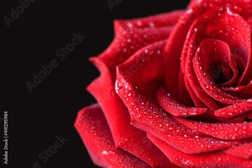 red rose petals with water drops on the petals on a black background. close-up  selective focus