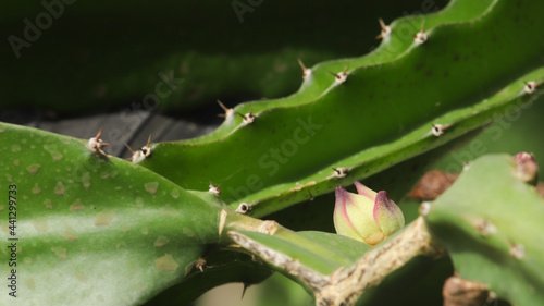 Flower bud of pitahaya plant, cactus of the undatus costarisensis species photo