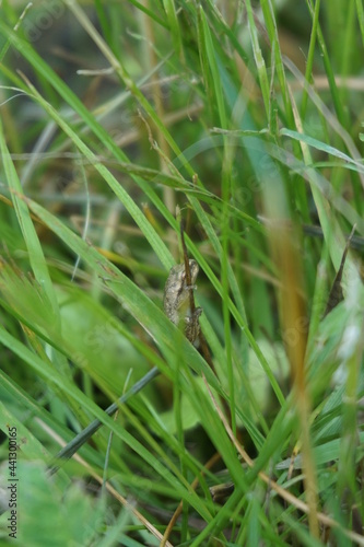 frog hanging on a blade of grass