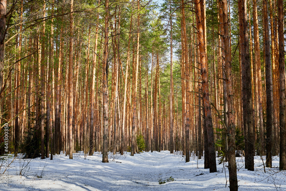 Fototapeta premium Trunks in a pine forest in winter day. Nature ladscape