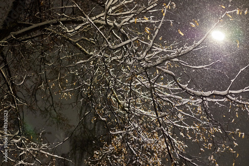 Bright lantern and branches of snowy trees in the park in dark evening