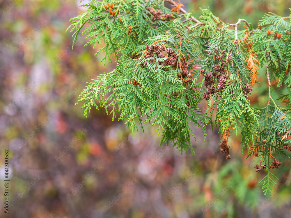 Autumn Thuja branches in the sunset light.. Autumn background Autumn Thuja branches in the sunset light.. Autumn background
