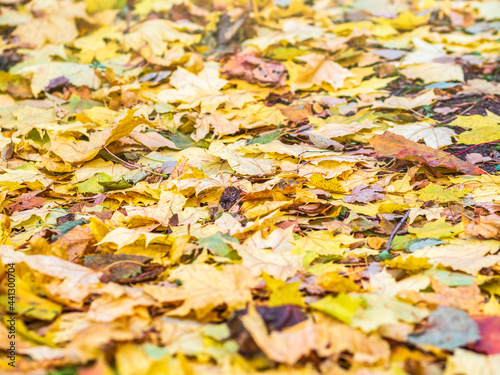 Orange and yellow fallen maple leaves in the sunlight.