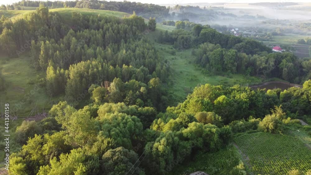 forest in the mountains