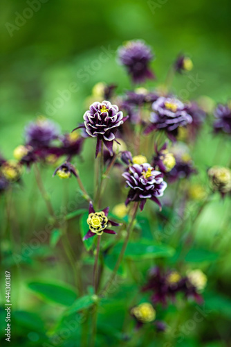 aquilegia flowers in the garden © Maksim Shebeko