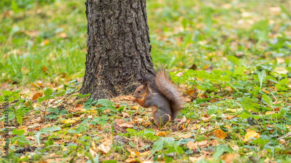 Autumn squirrel on green grass with fallen yellow leaves Autumn squirrel on green grass with fallen yellow leaves