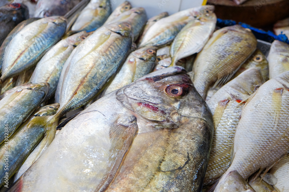 Fototapeta premium Various sea fish sell on ice in fresh fishery market