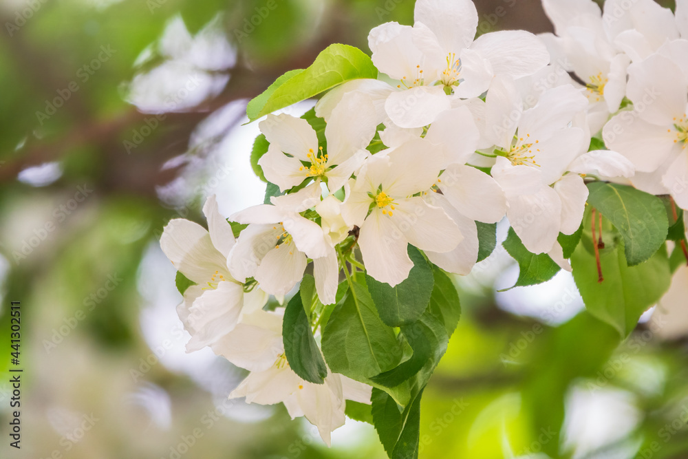 Fototapeta premium White blossoming apple trees. White apple tree flowers