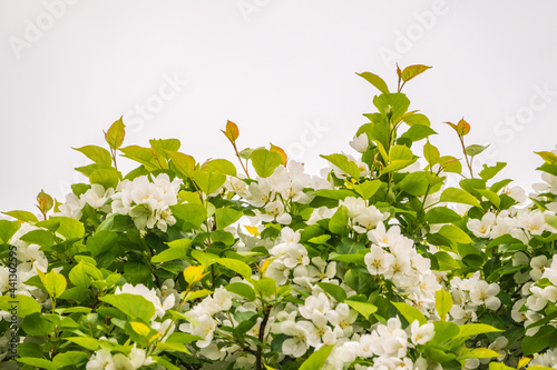 Fototapeta Naklejka Na Ścianę i Meble -  White blossoming apple trees. White apple tree flowers