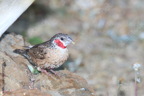 Tableau sur Toile Kruger National Park: Birds Cut-throat finch