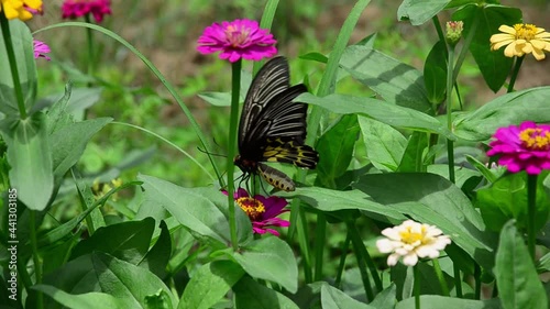 Butterflies and flowers blooming