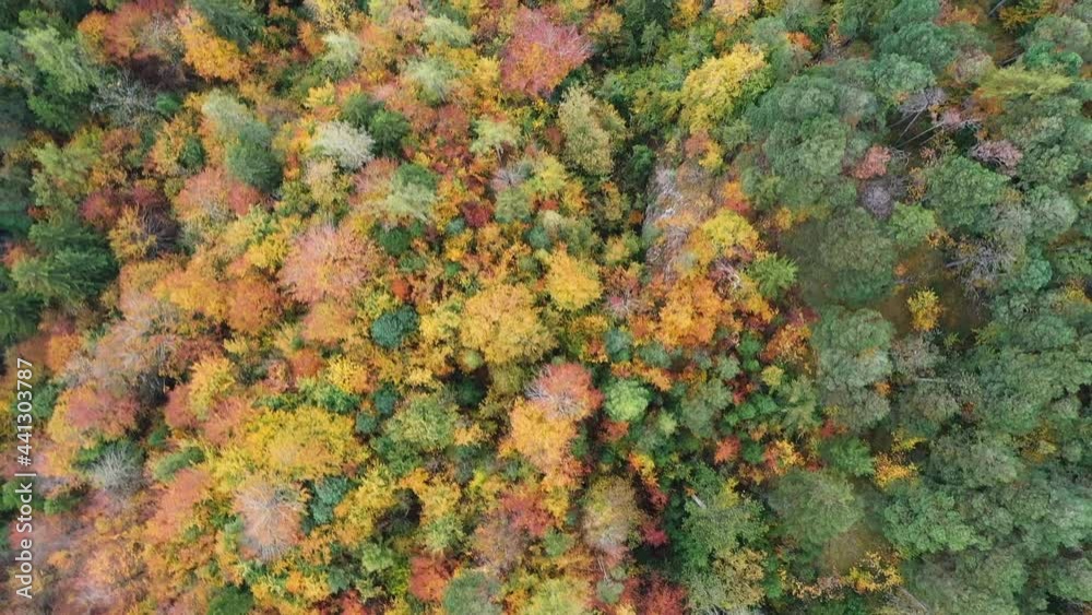 Drone View Above Forest in Fall. Switzerland, Europe. Aerial Top View Over Colorful Countryside Autumn Forest. Fall Orange, Green, Yellow, Red Leaves Trees Woods Drone View Above Forest in Fall. Switzerland, Europe. Aerial Top View Over Colorful Countryside Autumn Forest. Fall Orange, Green, Yellow, Red Leaves Trees Woods