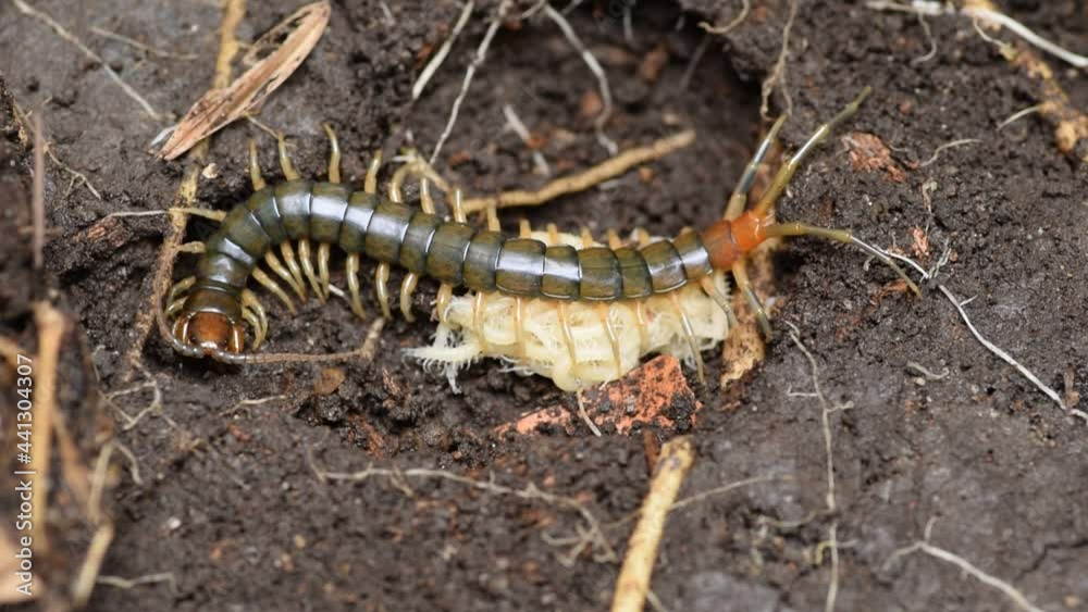 centipede mother and her child in a clay pit.