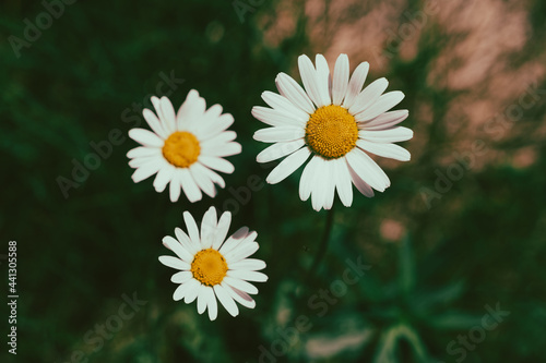 Leucanthemum vulgare.