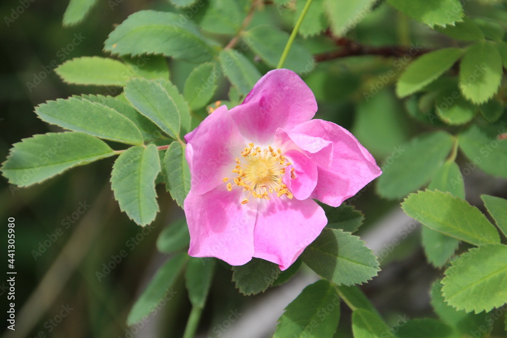 Wild Rose, Jasper National Park, Alberta Wild Rose, Jasper National Park, Alberta