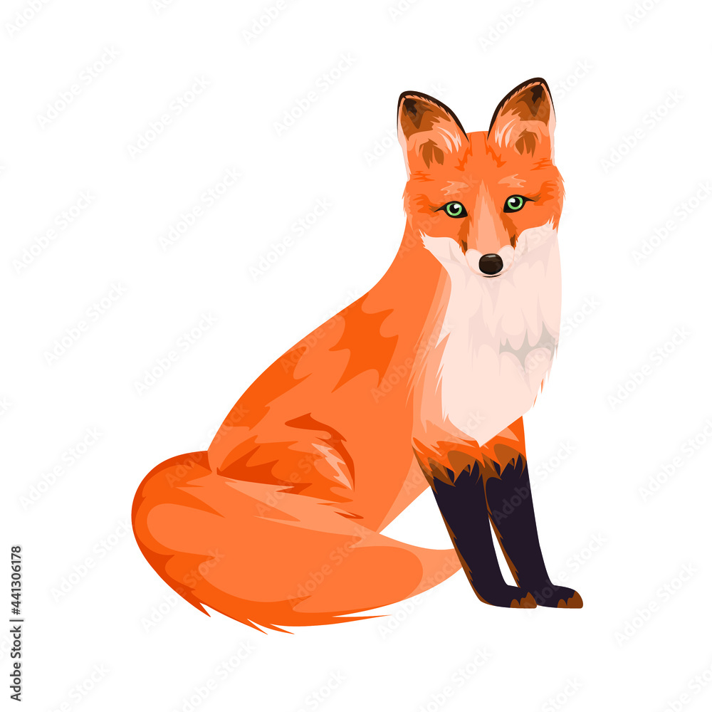 Fototapeta premium A fox is sitting. Detailed animals on a white background.