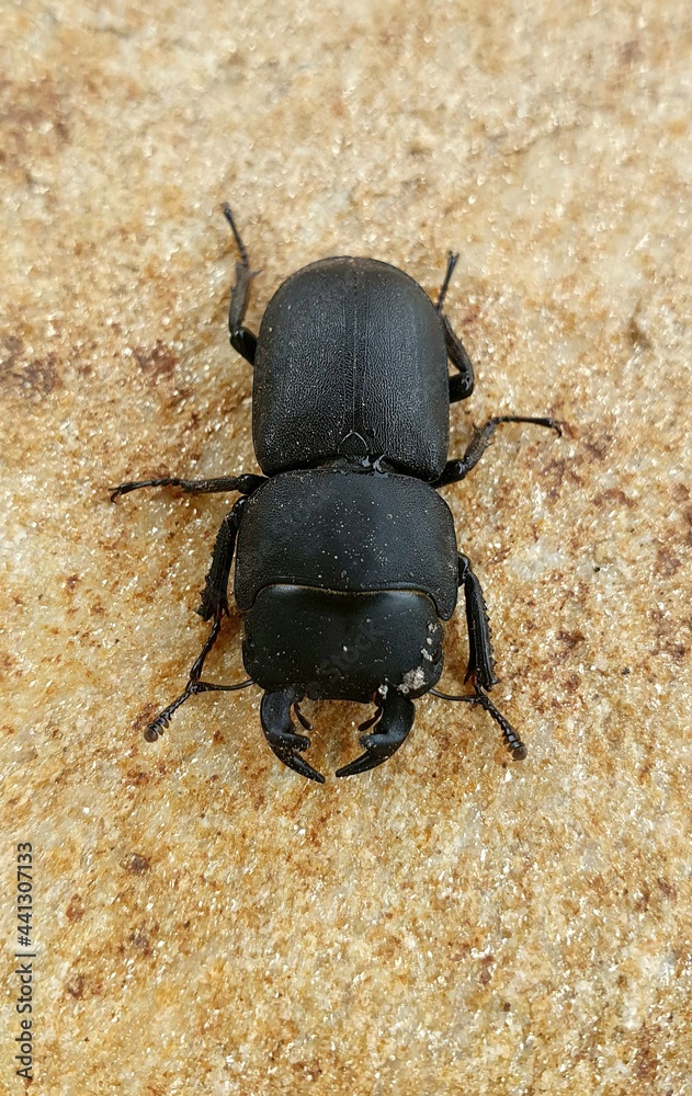 black beetle black beetle