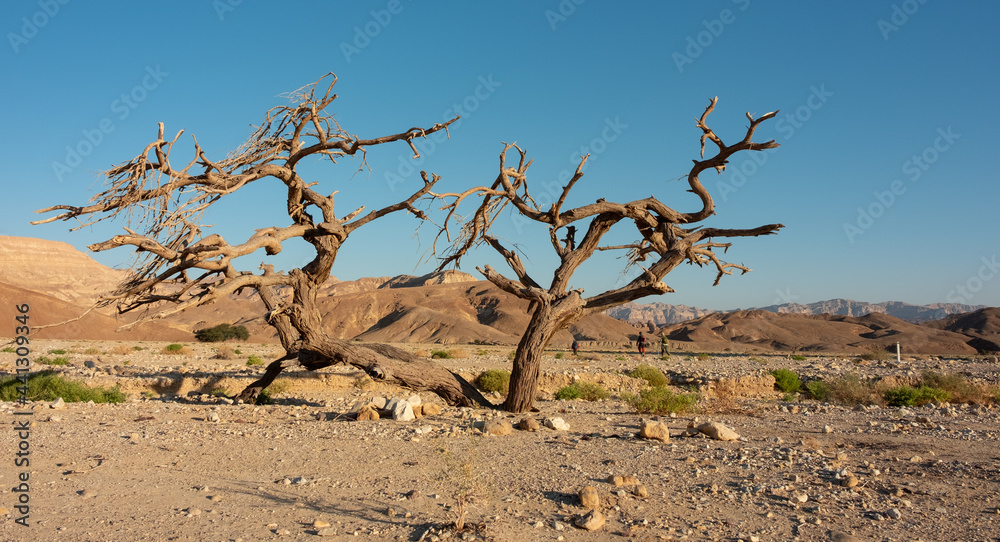 Desert landscape in the remote region of the national park in the Eilat mountains, Israel. Desert beauty in a sunny winter day. Dry acacia tree in a wadi and mountains on the background. Desert landscape in the remote region of the national park in the Eilat mountains, Israel. Desert beauty in a sunny winter day. Dry acacia tree in a wadi and mountains on the background.