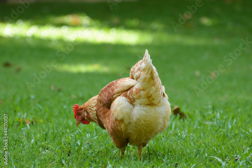 Free Range Chickens (Hen laying eggs)