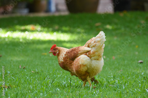 Free Range Chickens (Hen laying eggs)