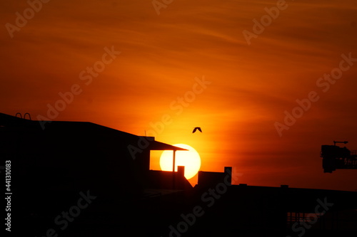 Bird flying across the rising sun in the early morning sky