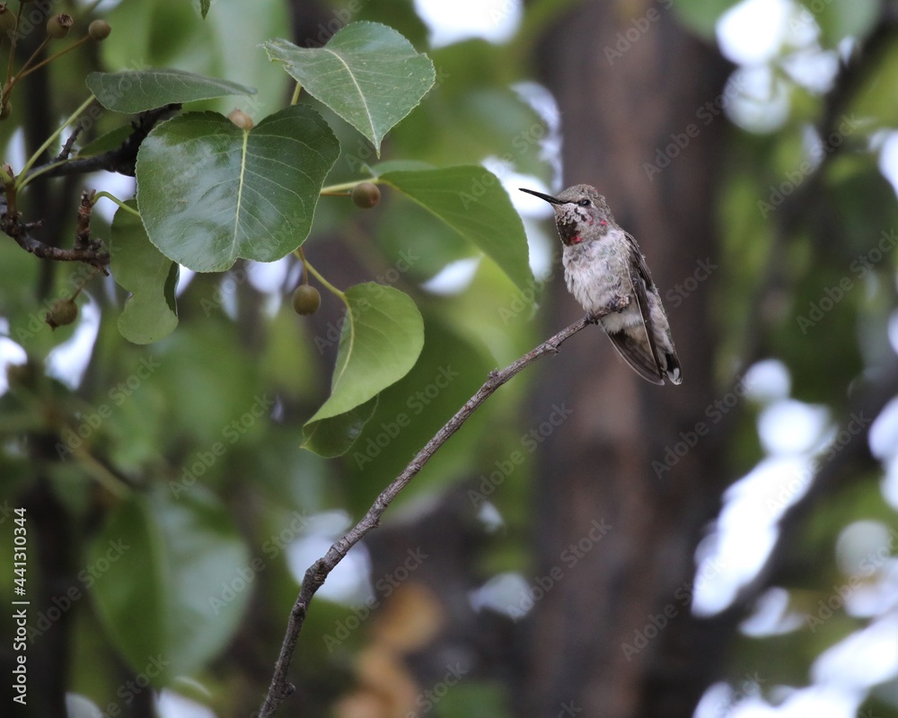 A Hummingbird Perched on the Branch of a Bradford Pear Tree A Hummingbird Perched on the Branch of a Bradford Pear Tree