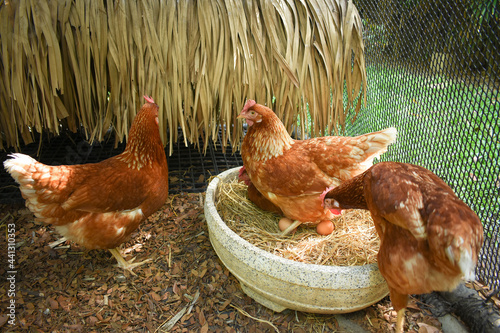Free Range Chickens (Hen laying eggs)