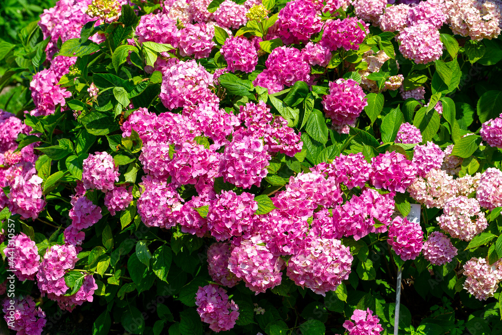 Great bush of pink flower hydrangea blooming in the garden Great bush of pink flower hydrangea blooming in the garden