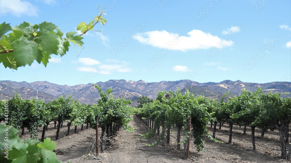 A Vineyard in Napa Valley, California