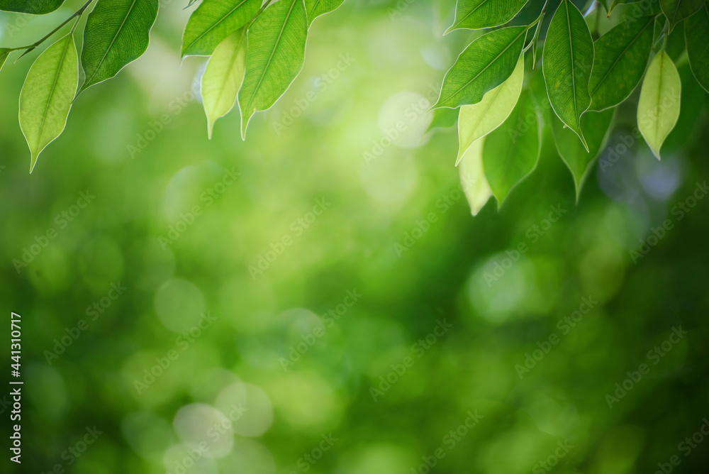 Green leaf for nature on blurred background. Green leaf for nature on blurred background.
