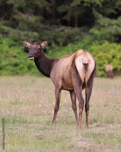 Elk in a Field in Northern California